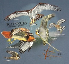RAPTORS-BIRDS OF PREY–Hawk Falcon Osprey Kestrel Talons Hunter T shirt S-2X NEW