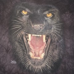 The Mountain Graphic Black Panther T-Shirt Men’s XXL with Oversized Print