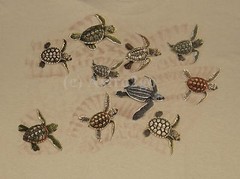 RACE FOR SURVIVAL–Sea Turtles Marine Ocean Aquatic Science Nature T shirt S-2XL