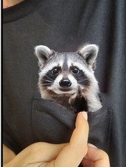 Funny Raccoon Shirt – Humor Raccoon Hidden Middle Finger Pocket – Raccoon