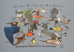 BIRDS WITHOUT BORDERS-Migration Robin Oriole Hummer Nature Science T-shirt S-XXL