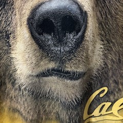 Vintage The Mountain UC Berkeley Cal Bears OHT Big Face T Shirt 2XL
