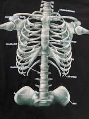 Vtg 90s Discovery Channel Skeleton Rib Cage T-shirt Adult L Mall goth Retro Emo
