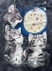 The Mountain Men’s Three Kitten Cheese Moon T-Shirt