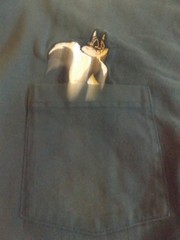 Acme Clothing XXL Warner Bros store Pepe Le Pue and cat pocket t-shirt