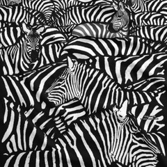 WHITE ZEBRA-STRIPES-BLACK-NATURE-AFRICAN WILDLIFE T-SHIRT S,M,L,XL,XXL