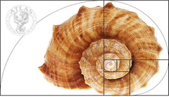 Golden Ratio, Fibonacci & Rule of Thirds Composition Tool Credit Card-Sized View