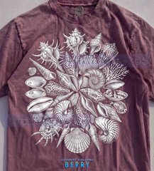 Old School Seashells Ammonite Comfort Tee