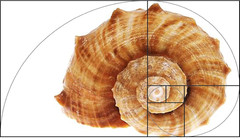 Golden Ratio, Fibonacci & Rule of Thirds Composition Tool Credit Card-Sized View