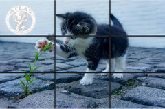 Golden Ratio, Fibonacci & Rule of Thirds Composition Tool Credit Card-Sized View