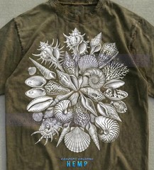 Old School Seashells Ammonite Comfort Tee