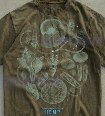 Sea Shells Ocean Life Nautical Beach Coastal Comfort Tee