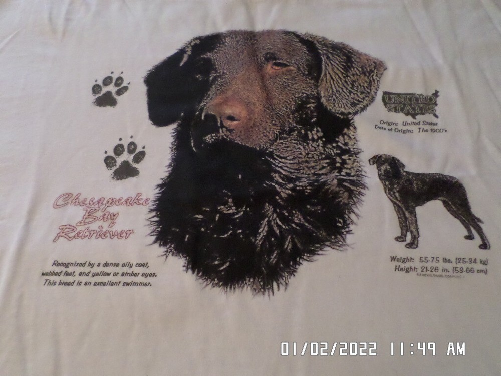NEW T-Shirt: Chesapeake Bay Retriever Dog (LOTS of Colors & Sizes)