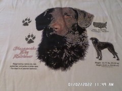 NEW T-Shirt: Chesapeake Bay Retriever Dog (LOTS of Colors & Sizes)