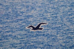 Hollister Must Have Collection T-Shirt Men’s Size XL Crew Neck Heather Blue