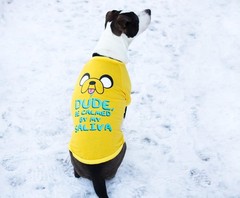 Adventure Time “Jake Saliva” Pet T-Shirt