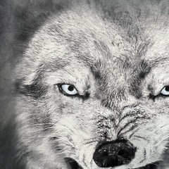3D Tees by The Mountain Gray Wolf Short Sleeve T-Shirt Size XL