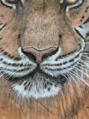 Big Tiger Face T Shirt Size XL The Mountain Animal Nature Tie dye Orange All Ovr