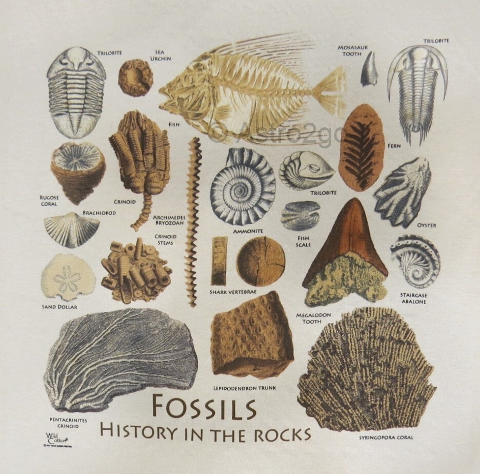 FOSSILS-HISTORY IN THE ROCKS-Trilobite Ammonite Fern Paleontology T shirt S-2XL