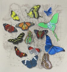 BUTTERFLIES OF THE WORLD-Moths Butterfly Insect Bugs Nature 2-sided T shirt S-XL