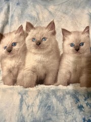 mountain lion kitten tiedye tshirt jerzees 2xl