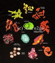 GERMS-2 sided Science Biology Health Medical Teacher T shirt NEW! Size M-3XL