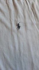 Polo Ralph Lauren Men’s Pebble Blue Big 2X Big & Tall T-Shirt