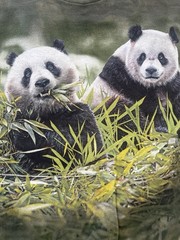 The mountain T-shirt panda bears New Size Medium