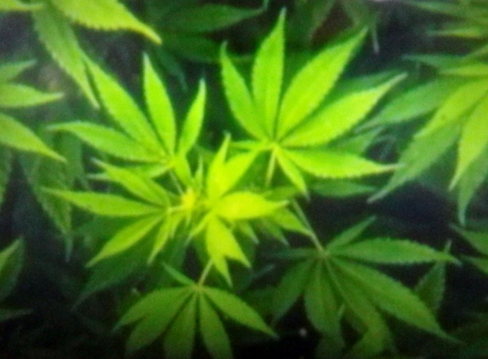 Cannibas deep green leaf size XL 42 chest Pot-Leaf Unisex Sleveless shirt