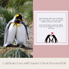 Wedding Anniversary Penguin Pebble Gift – Years Down, Forever to Go” Card & Happ