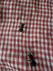 Tombolo Bougie Picnic Embroidered Shirt New With Tags, Size XL Men’s/Unisex