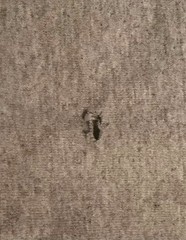 CARHARTT LONG SLEEVE GRAY T- SHIRT SIZE LG