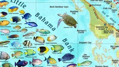 Great Abaco Island Bahamas Adventure & Dive Guide Franko Maps Waterproof Map