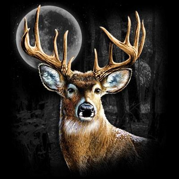 Whitetail Wilderness T Shirt Choose Style & Size Up to 4XL 10480