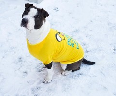 Adventure Time “Jake Saliva” Pet T-Shirt