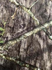Vintage Y2K Mossy Oak Shirt Green Mossy Oak Obsession Camo Camouflage MEN’S 2XL